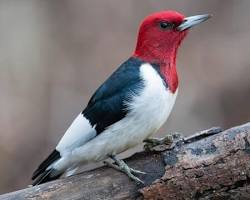 Red-headed Woodpecker