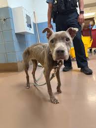 Chloe Update! 💙 We rescued this girl as an emaciated stray ...