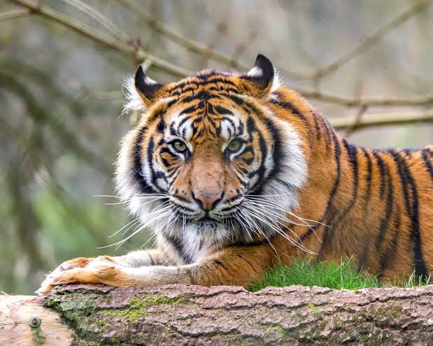 A Zoo With Sumatran Tiger