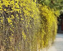 Winter Jasmine (Jasminum nudiflorum) plant