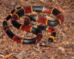 Cobra-coral-verdadeira