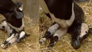 Alfredo Adame le da la bienvenida a al becerrito de 'La Granja VIP'; así fue como nació el esperado animalito