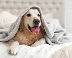 dog and owner snuggling under a blanketの画像