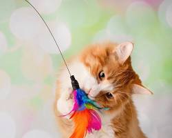 Cat playing with a feather toyの画像