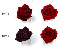 preserved flowerの画像