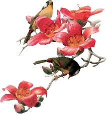 Rsultat de recherche d'images pour "branche d'oiseaux"