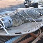 Australian rangers capture giant 600-kg