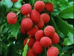 Image result for lychee trees