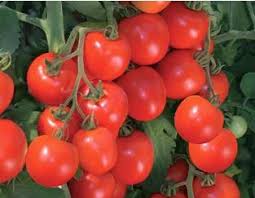 Image result for anna f1 tomato pictures