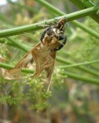 Picture of Thyene imperialis