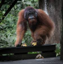 Image result for forest man