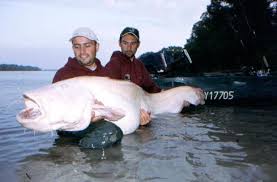 Image result for wels catfish