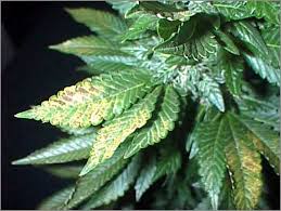 Image result for zinc burn in plants