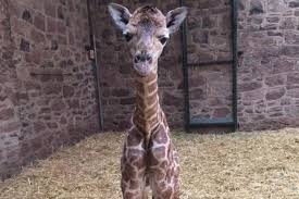 Image result for chester zoo baby giraffe