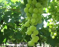Imagem de Torrontés Argentino wine grape