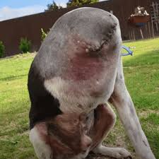 Disturbing photo of headless dog leaves the entire world ...