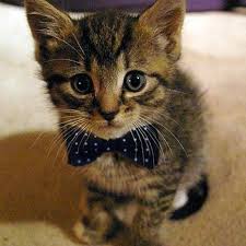 Image result for cute cats