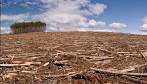 Solutions to Deforestation - Greenpeace USA