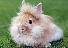 Image result for RABBIT