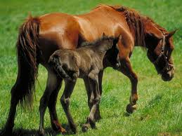 images?q=tbn:ANd9GcSSp0uPTp-BW5R5Tmp-51qru4f204ZGofuxhUcpalOFW8ozmBAt