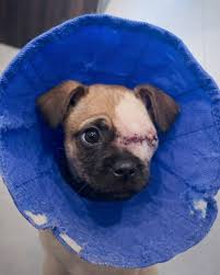 PupWeekly - Jax was only six weeks old when he was found ...
