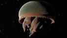 Weird Deep Sea Creatures (images) - the truth behind the scenes