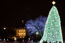 White House tree