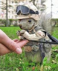 squirrel soldier