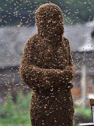 Résultat de recherche d'images pour "covered in bees"