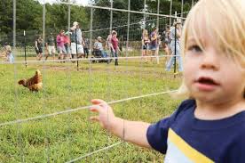 Bailey Doyle, 20-months-old, checks out the chickens at Scott and Lydia Enlow&#39;s Black Creek Farm in ... - l_0xp3x102201373830AM