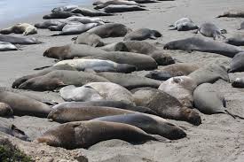 Image result for Seals