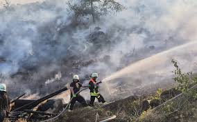 Trend Google: waldbrand
