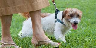 Image result for +dog