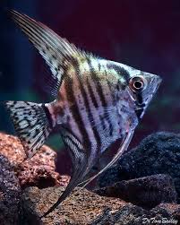 Image result for angelfish