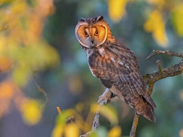 vogelwarte.ch - Short-eared Owl