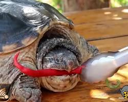 تصویر لاک پشت چینی