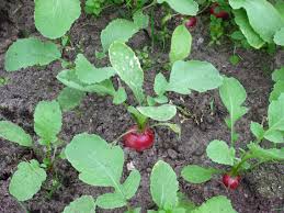 radishes ile ilgili görsel sonucu