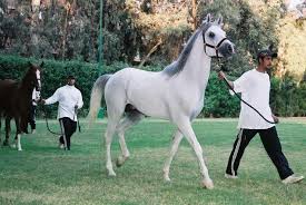  الخيول التركيه من اجمل خيول العالم Images?q=tbn:ANd9GcSTaNRfAOC2buCc7Spqr6EwgLz59MdRw2xjXSthIFCZoYoYoAdHHQ