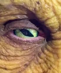 Heidi Klum's Halloween: Medusa Transformation Shocks Fans!