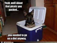 Funny German Shepherds on Pinterest via Relatably.com