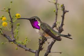 Image result for lucifer hummingbird photo