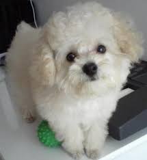 Resultado de imagem para cachorro poodle branco