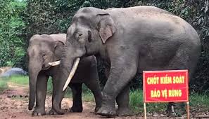 Giải pháp tránh xung đột giữa voi và người