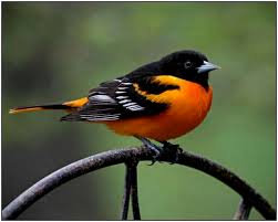 Resultado de imagen de fotos de pajaros