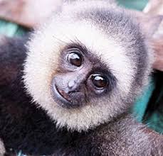 Image result for gibbon