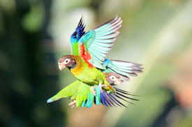 Image result for macaw parrot hd