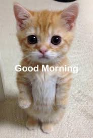 images?q=tbn:ANd9GcSTxZRoJgwjcg7lBvJCMMrVZMjNLMytVwSe9v-ev3jShOn6Oauj