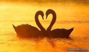 Image result for ‫عشق‬&lrm;