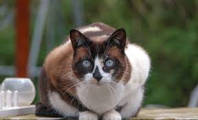 Résultat de recherche d'images pour "snowshoe cat"