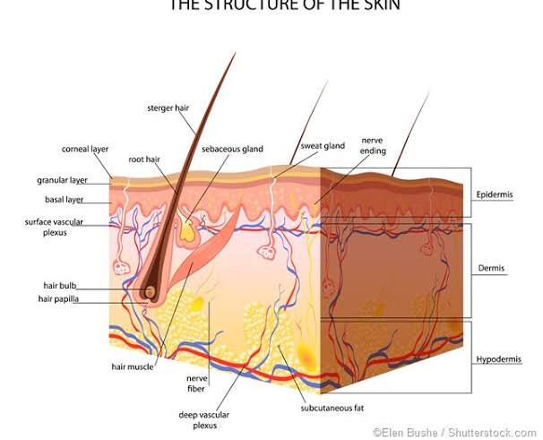 What is Subcutaneous Tissue?